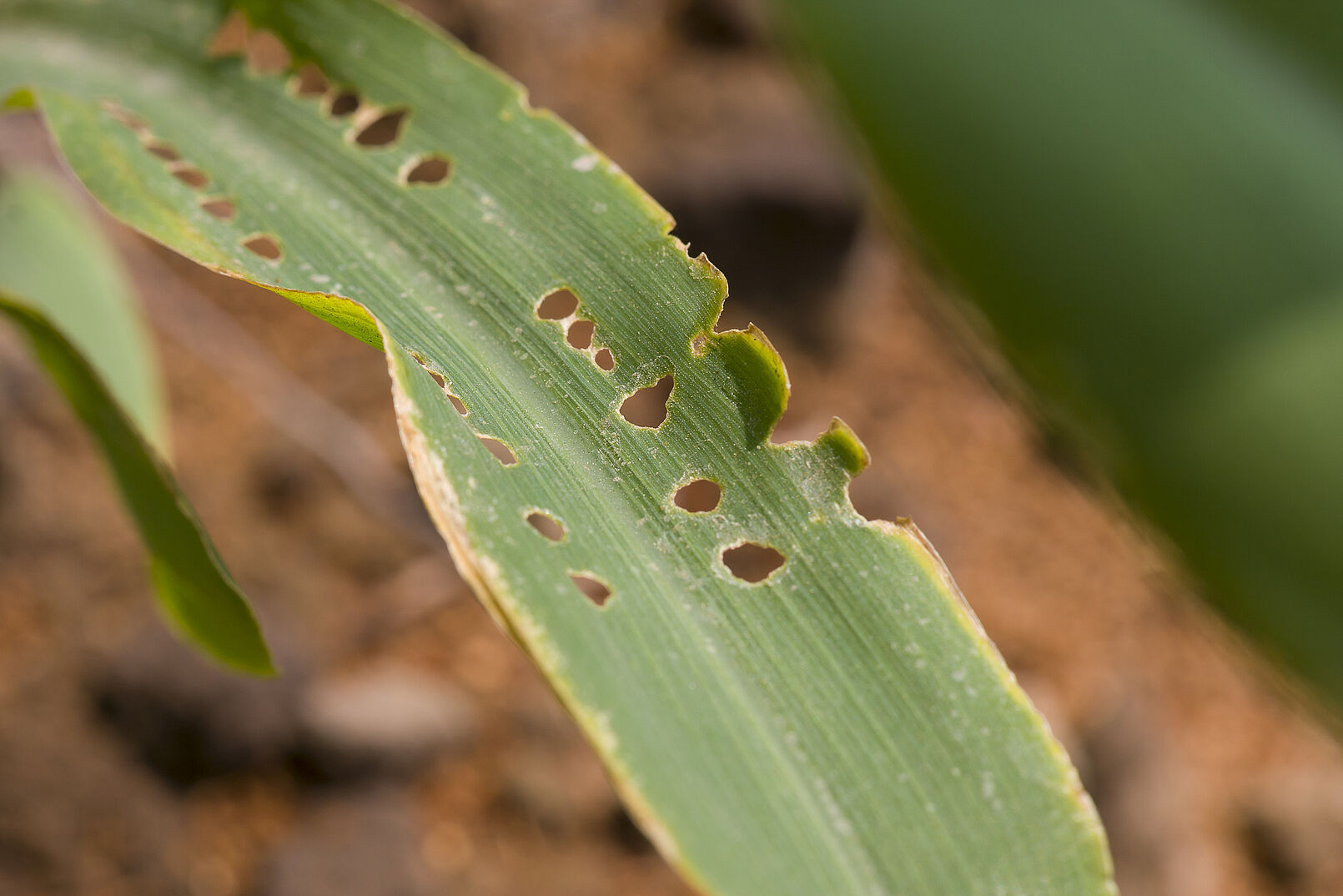 Damage caused by the Cotton leafworm Spodoptera littoralis