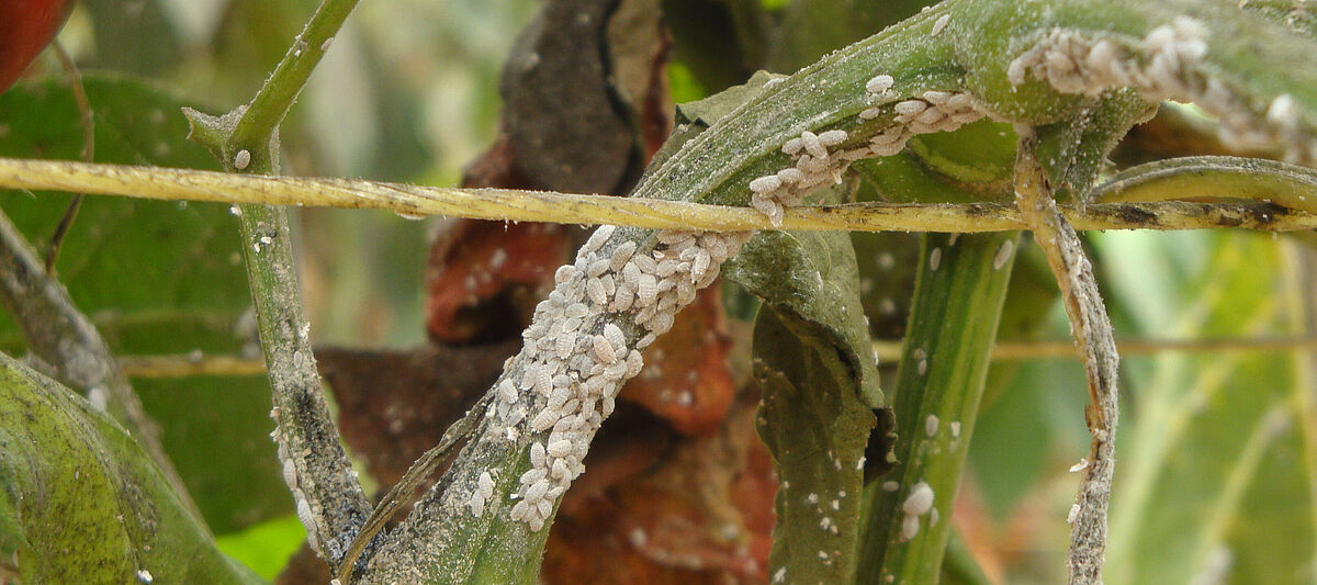 Citrus mealybug Planococcus citri infestation on stem