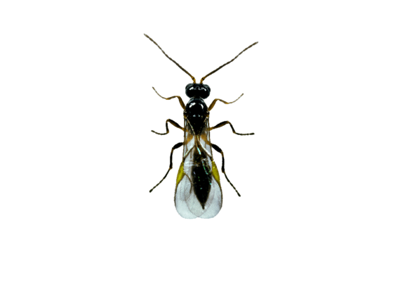 Parasitic_wasp.png