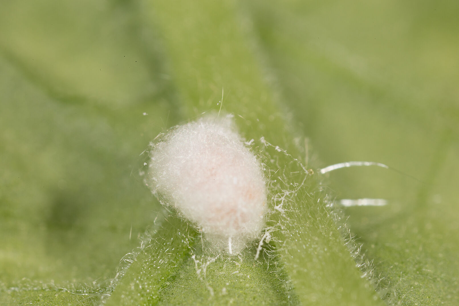 The Obscure mealybug Pseudococcus viburni