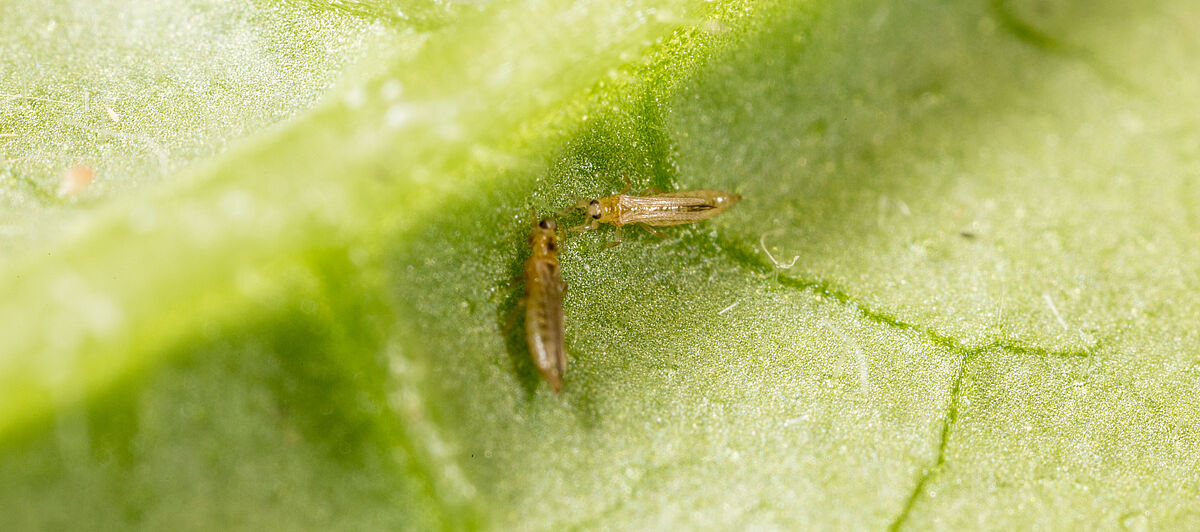 Western Flower Thrips Frankliniella occidentalis on a leaf