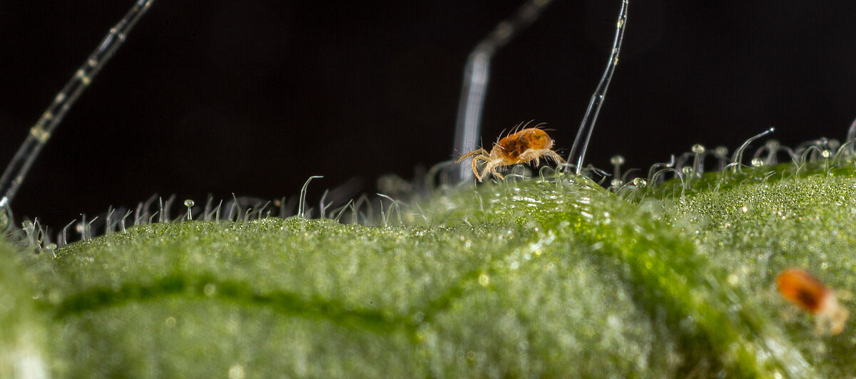 Two-spotted spider mite Tetranychus utricae