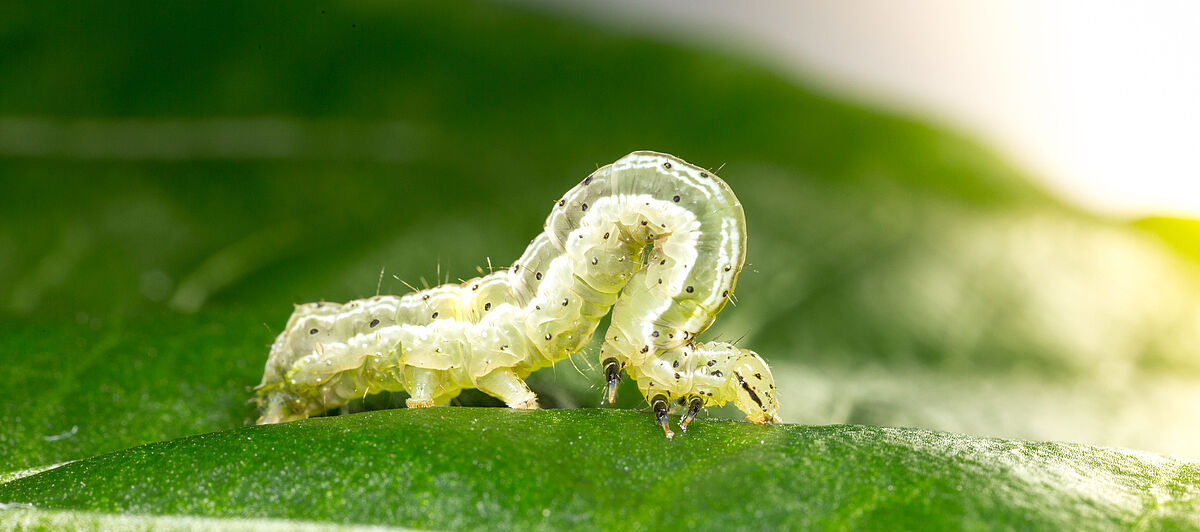 Golden twin-spot moth Chrysodeixis chalcites Larva