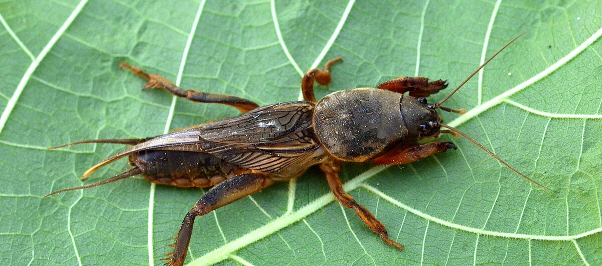 Adult form of the European mole cricket Gryllotalpa gryllotalpa