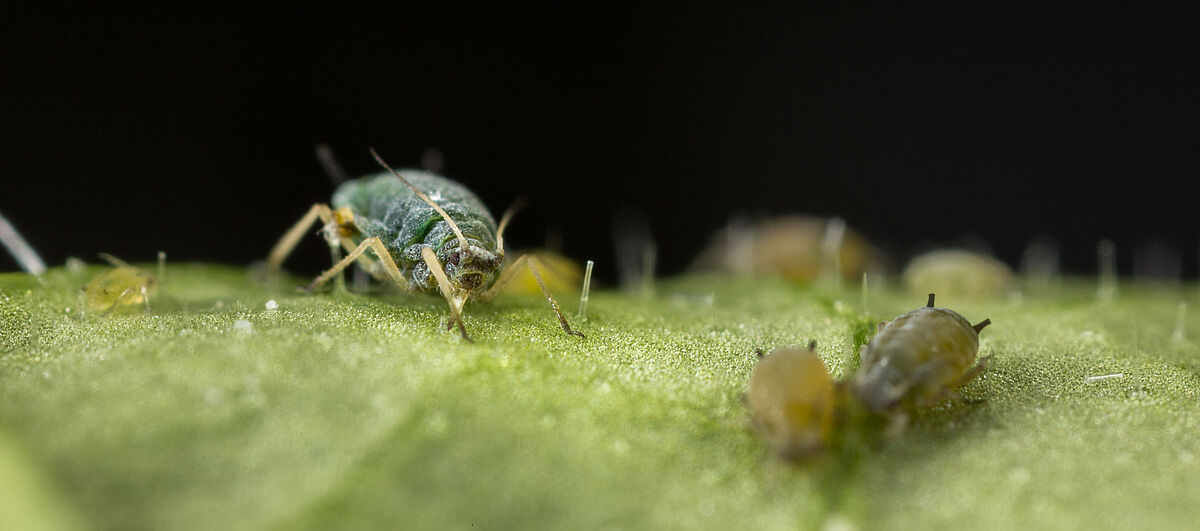 Cotton aphid Aphis gossypii on leaf