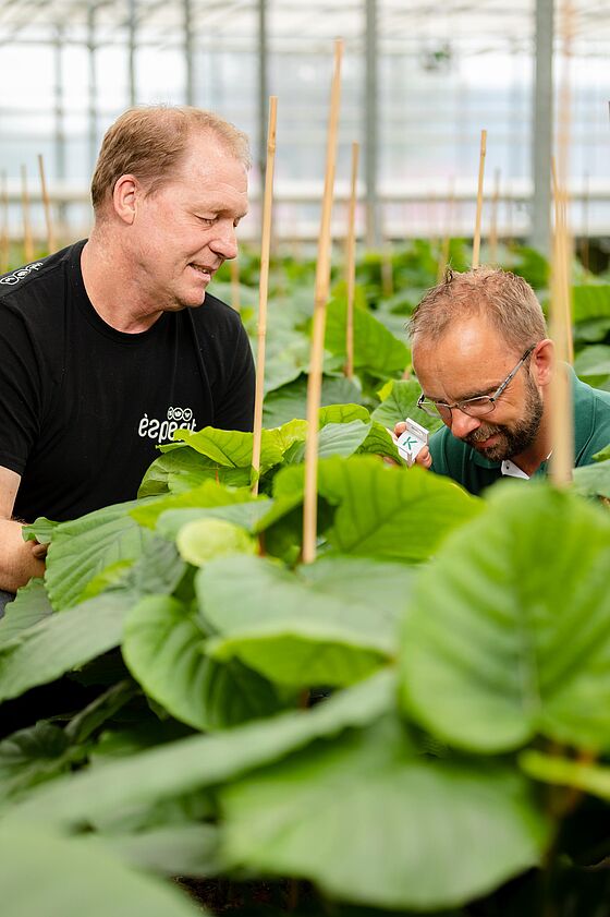 Consultancy_-_Arthur_Kalkman_-_Esprit_plants_-_Koppert-3.jpg