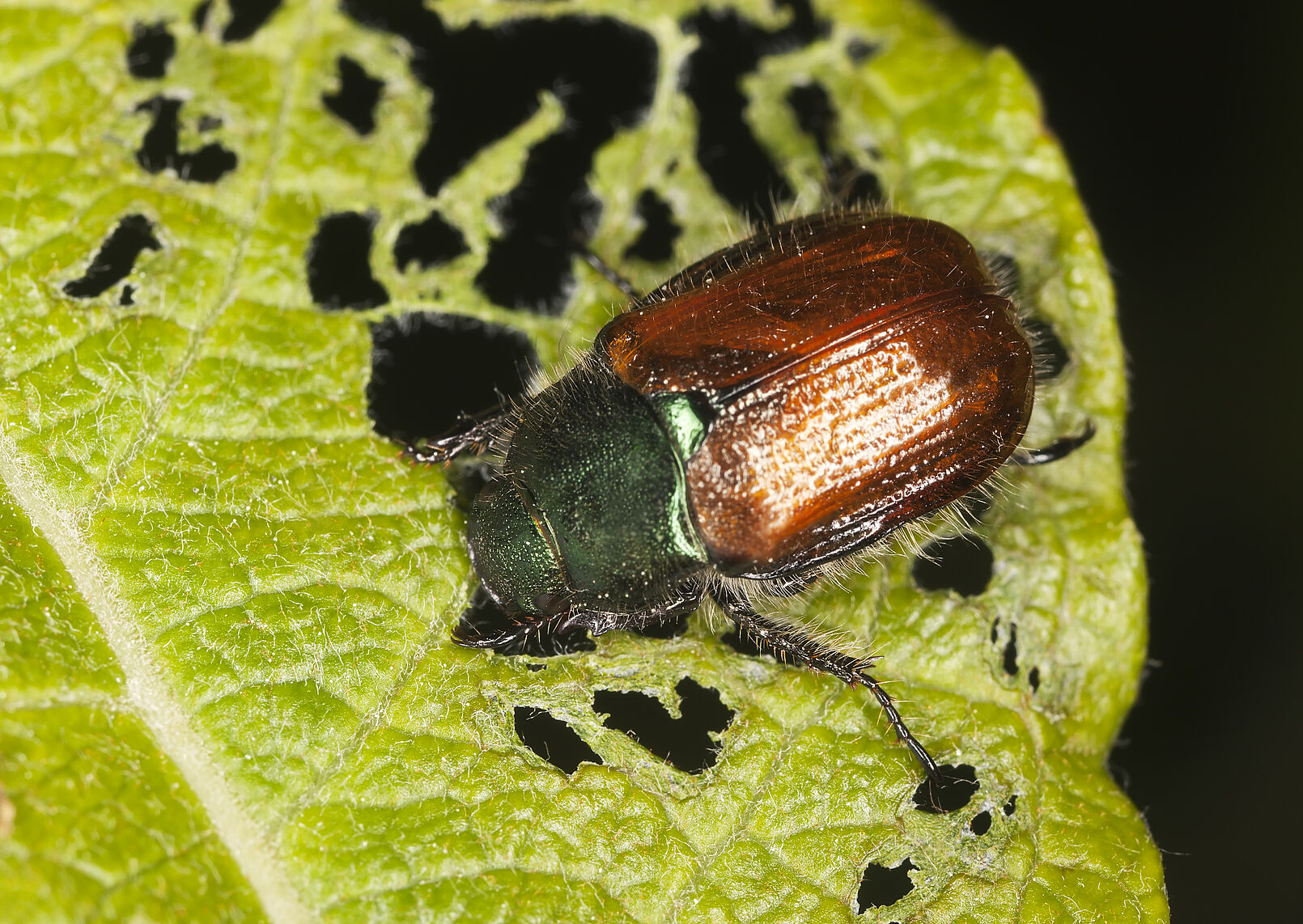 Garden chafer Phyllopertha horticola Adult