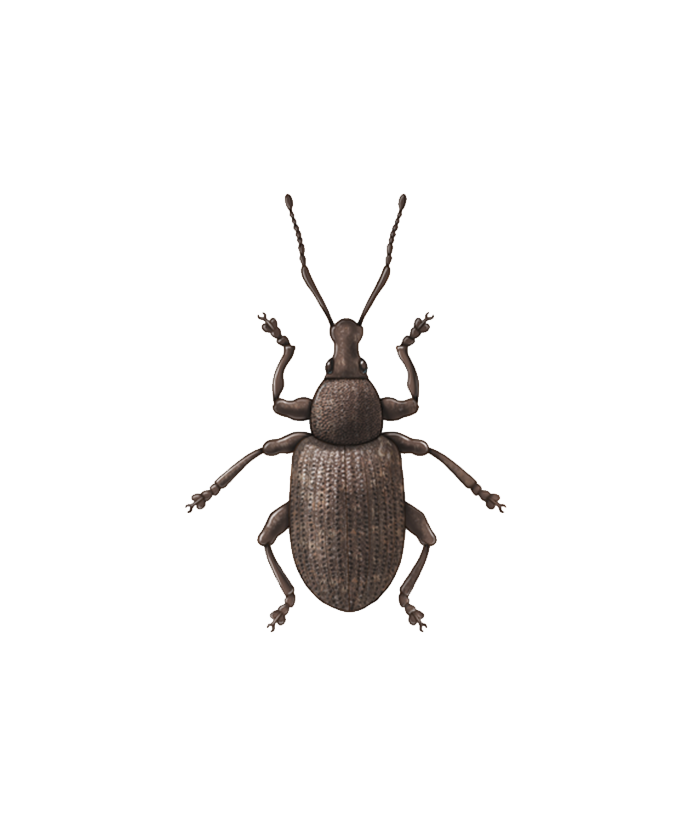 Vine weevil Otiorhynchus sulcatus Adult Illustration