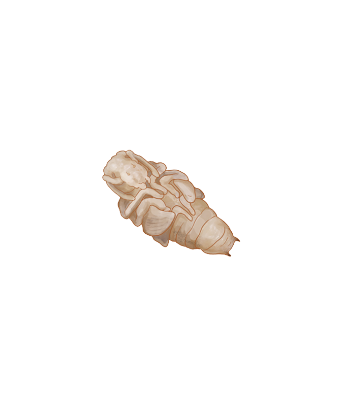 Vine weevil Otiorhynchus sulcatus Pupa Illustration