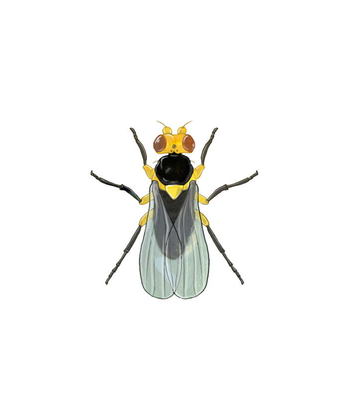 Tomato leaf miner Liriomyza bryoniae Adult Illustration