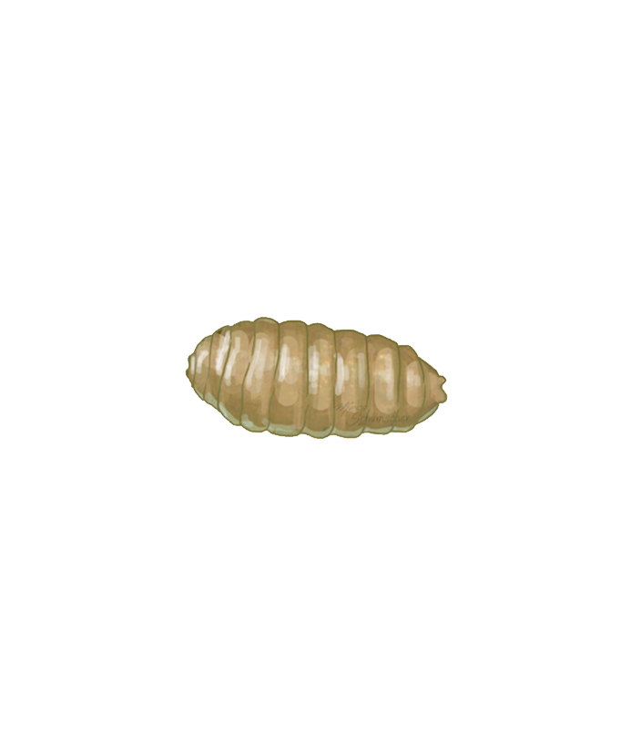 Tomato leaf miner Liriomyza bryoniae Pupa Illustration